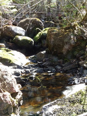 Rhynchostegium aquaticum