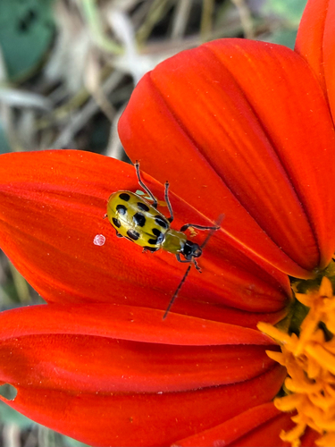 Spotted Cucumber Beetle
