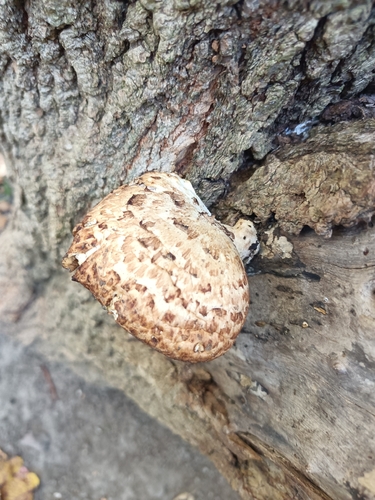 Dryad's Saddle