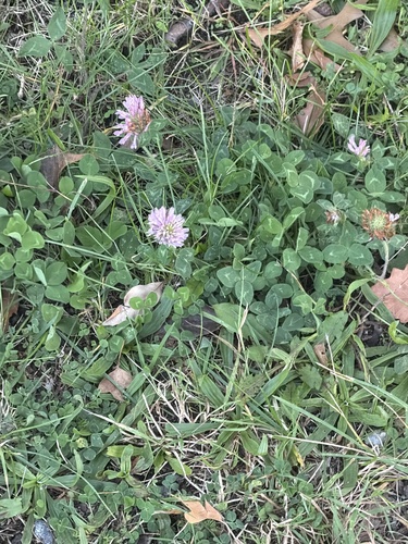 Red Clover