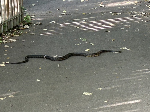 Western Ratsnake