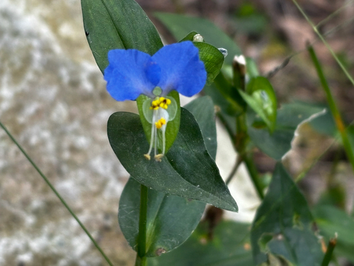 Asiatic dayflower