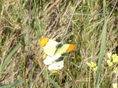 Anthocharis euphenoides