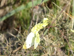 Anthocharis euphenoides