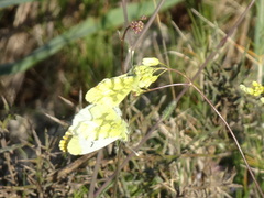 Anthocharis euphenoides