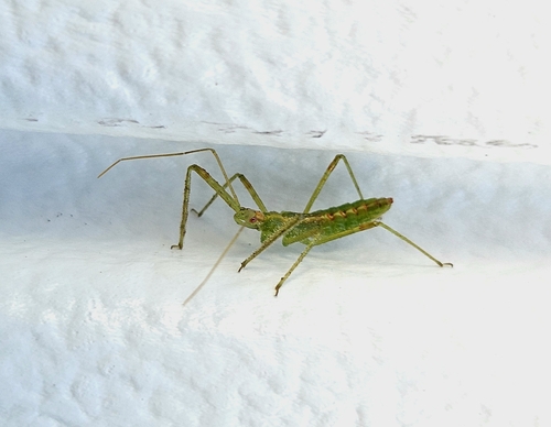 Pale Green Assassin Bug