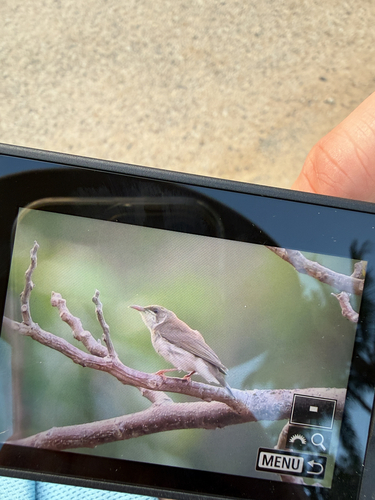 Ramsayornis modestus observed 2026-10-13