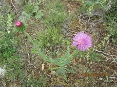 Bombycilaena discolor