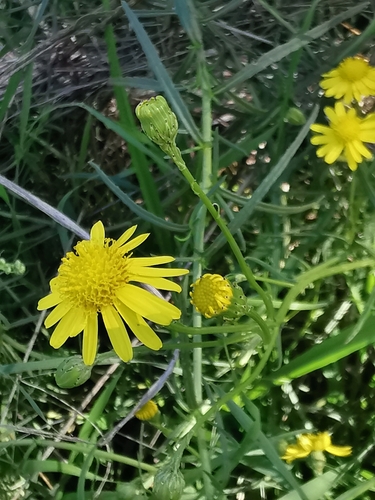Narrow-leaved Ragwort
