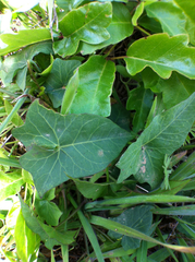 Calystegia purpurata