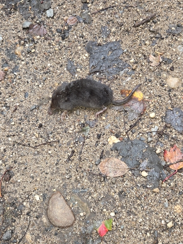 Star-nosed Mole observed by historian65
