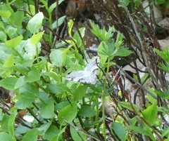 Aplocera praeformata