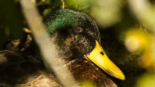 Mallard
