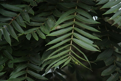 Cedrela fissilis