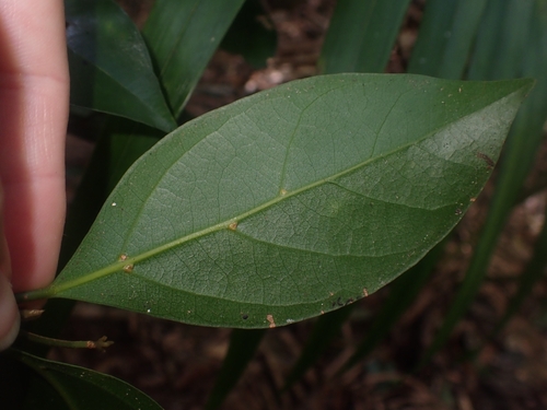 Endiandra observed 2026-10-11