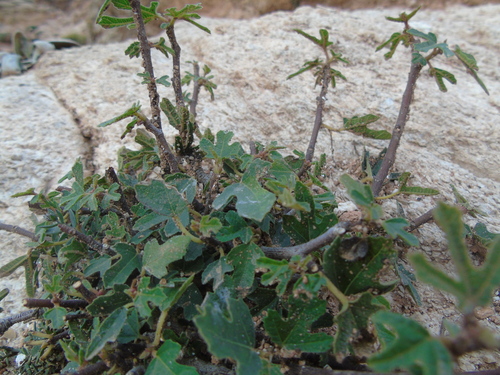 common fig