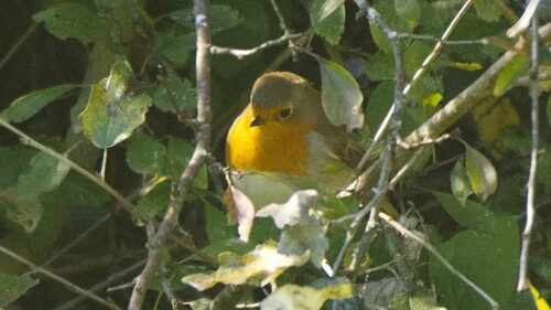 European Robin