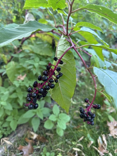 American pokeweed