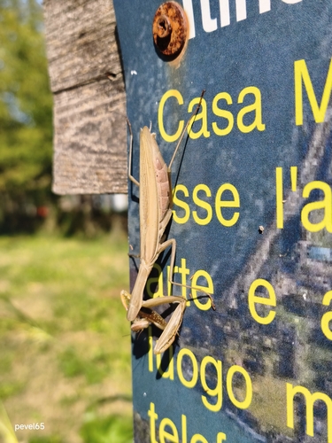 European Mantis