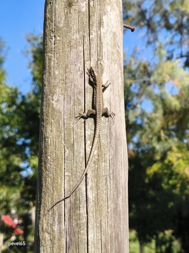 Common Wall Lizard