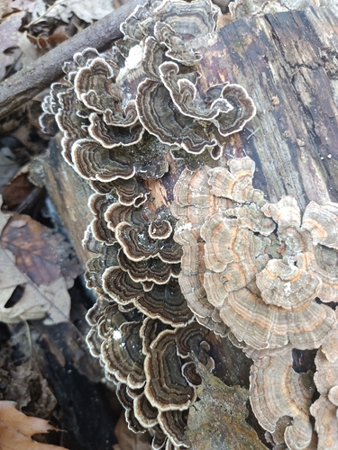 turkey-tail