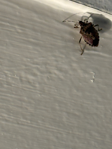 Brown Marmorated Stink Bug