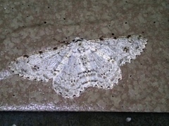 Lassaba parvalbidaria