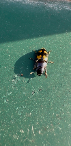Picnic Beetle