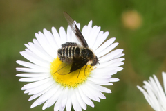 Ogcodocera leucoprocta