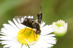 Ogcodocera leucoprocta