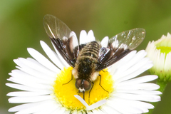 Ogcodocera leucoprocta