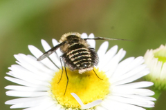 Ogcodocera leucoprocta