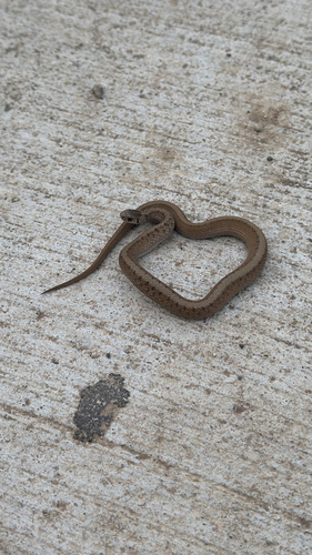 DeKay's Brownsnake