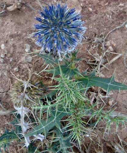 Echinops spinosissimus spinosus