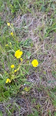 Ranunculus polyanthemos