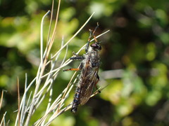 Pamponerus germanicus