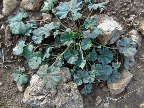 dwarf mallow