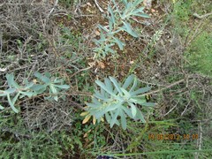 Euphorbia nicaeensis