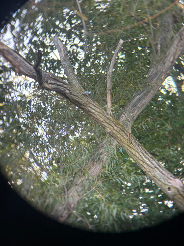 White-breasted Nuthatch