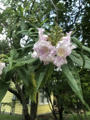 × chitalpa tashkentensis