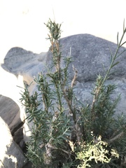 Gomphostigma virgatum