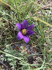 Pulsatilla tenuiloba
