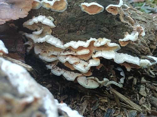 Trembling Crust