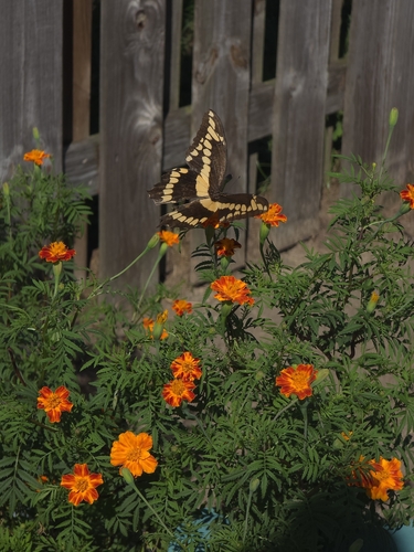 Eastern Giant Swallowtail