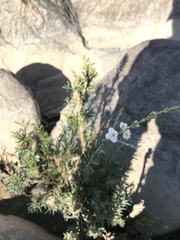 Gomphostigma virgatum