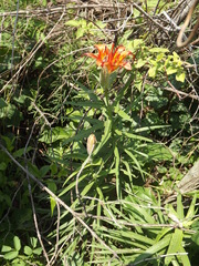 Lilium concolor partheneion