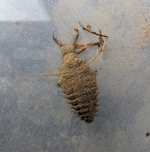 Immaculate Antlion