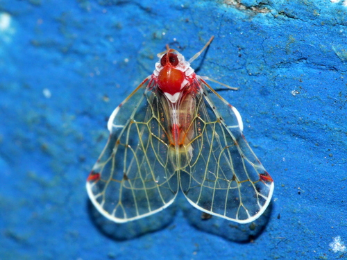 Saccharodite securifera photographed in Indonesia