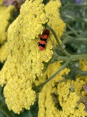 Trichodes bibalteatus