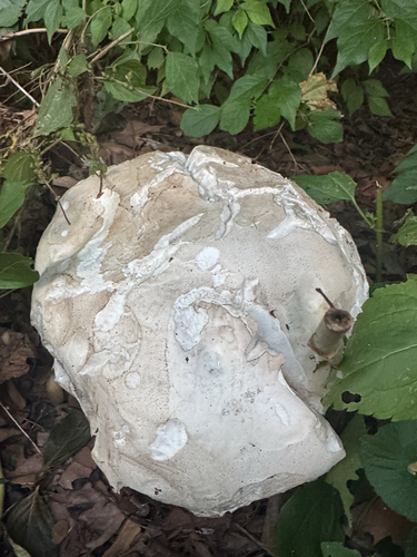 giant puffball